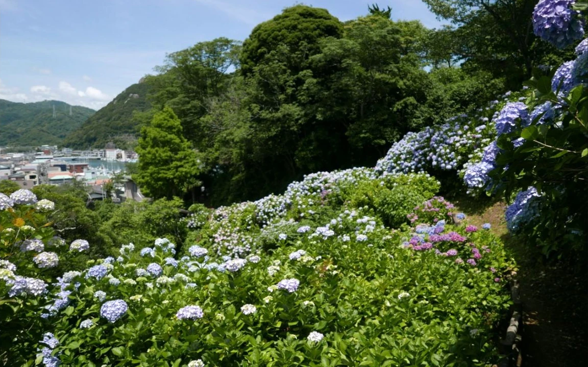 斜面を彩る、下田公園のあじさい。