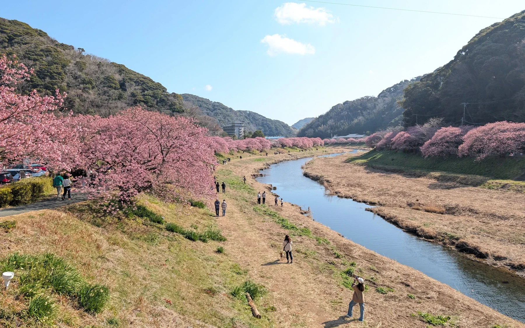 青野川沿いを彩る、河津桜の並木。