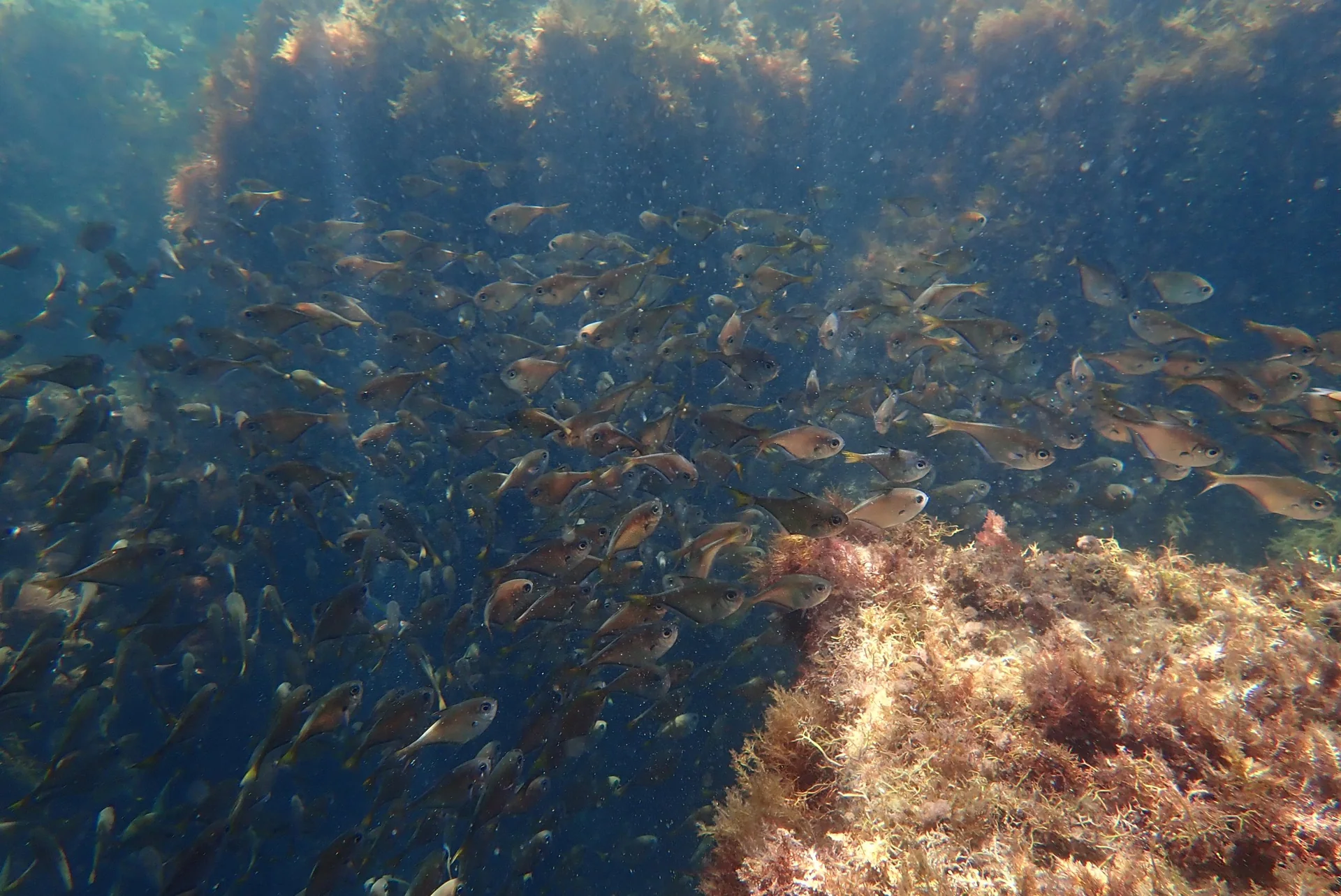 恵比須島でシュノーケリング。岩場の海で出会う、魚たちの群れ。