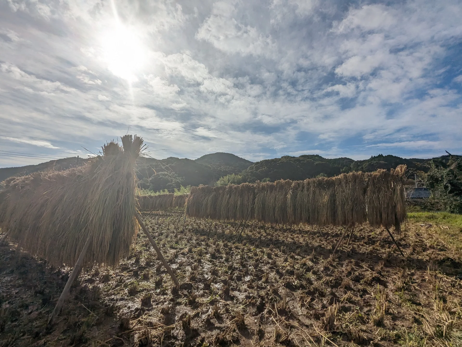 稲梓地区に残る、昔ながらの田園風景。刈り取った稲を干す、実りの季節。