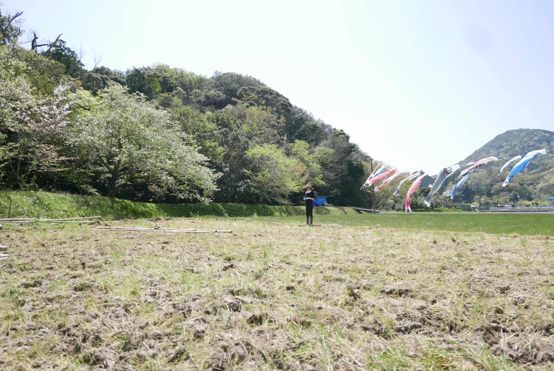 大賀茂の田んぼと、風に泳ぐこいのぼり。