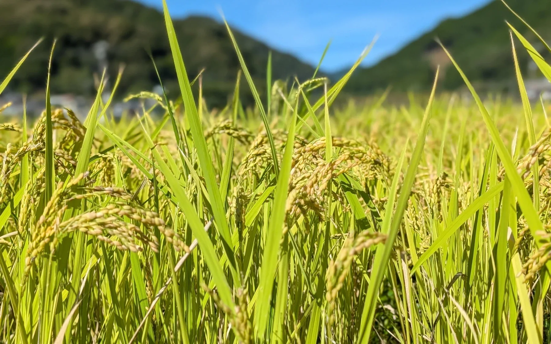 青空と山並みの下で実る、風まちの田んぼ。