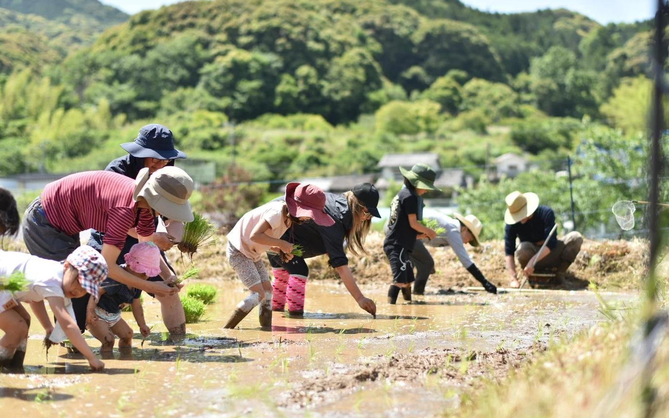 オーナーの田んぼで、滞在者も一緒に田植え。