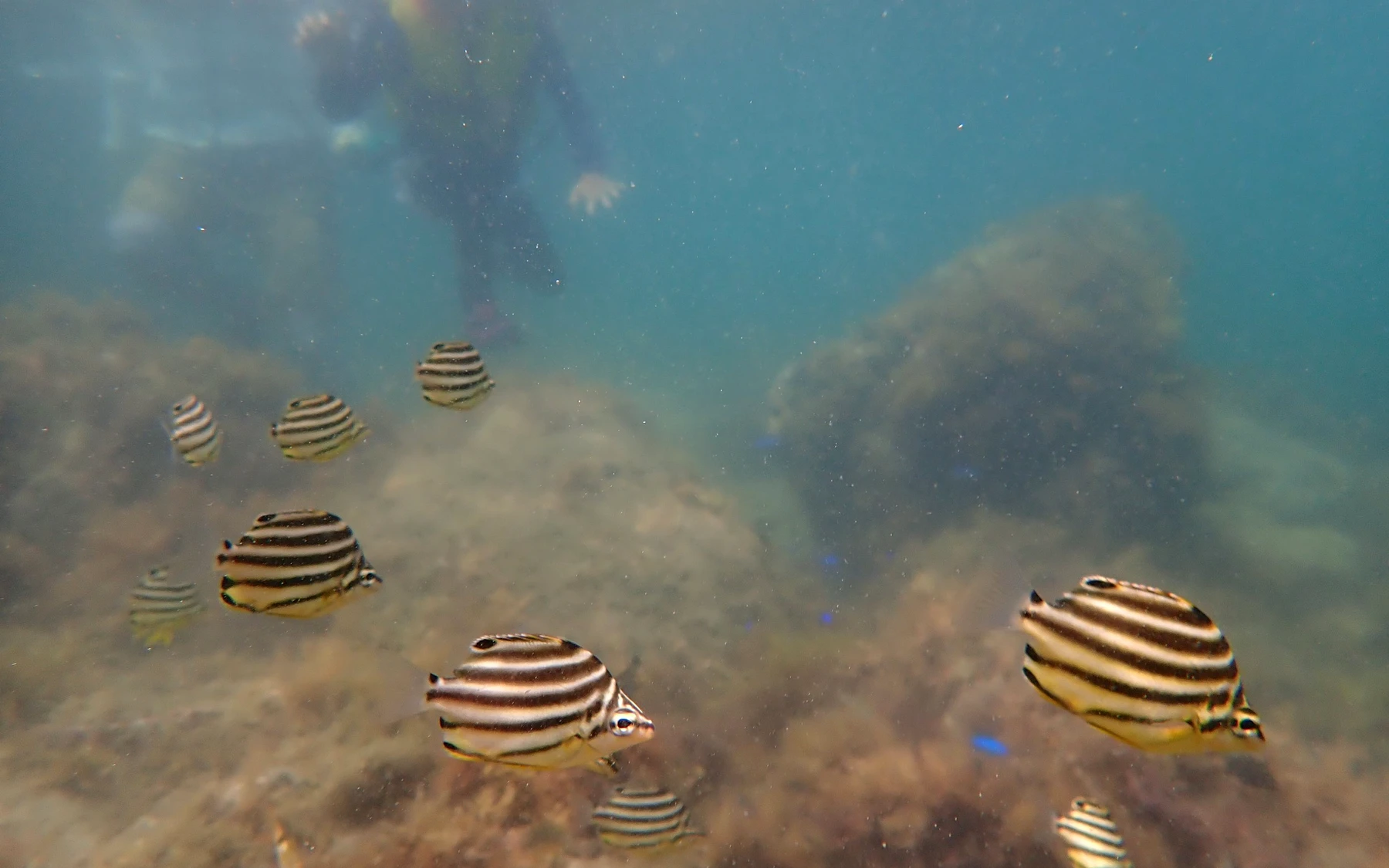 水中を泳ぐ魚たち。シュノーケリングで出会う景色。